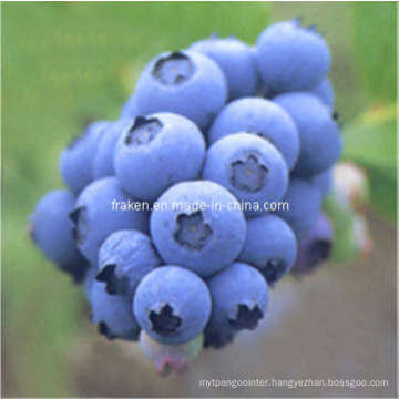 Mulberry Extract, Blueberry Extract, Cranberry Extract & Bilberry Extract